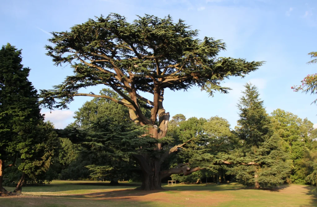 cedar of lebanon cedrus libani